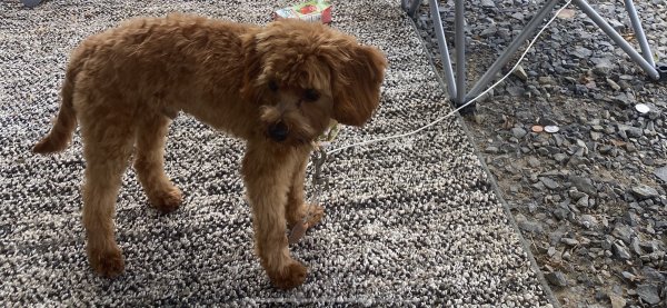 Lost Cavalier King Charles Spaniel in Queensbury, NY US