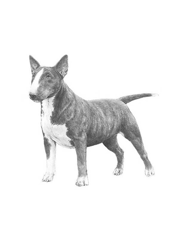 Safe Miniature Bull Terrier in Pittsburgh, PA