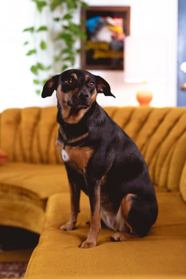 Lost Miniature Pinscher in Southborough, MA US
