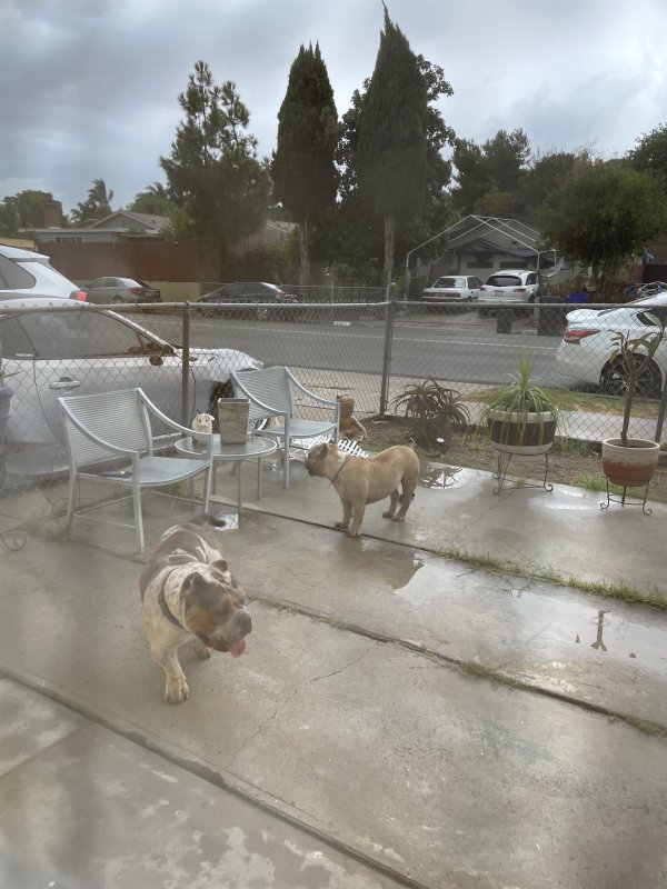 Safe Dog in Spring Valley, CA