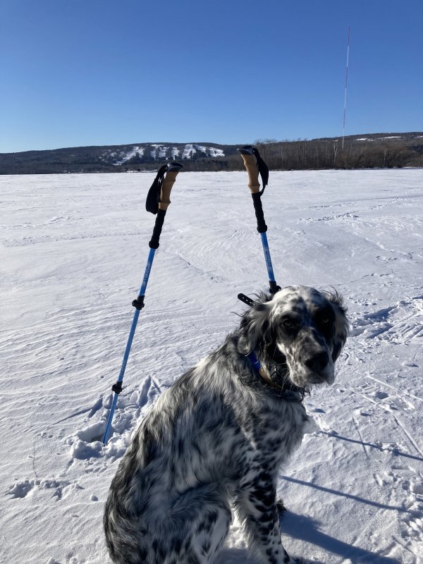 Reunited Lost English Setter in Duluth, MN US