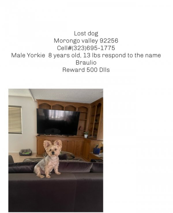 Safe Yorkshire Terrier in Morongo Valley, CA