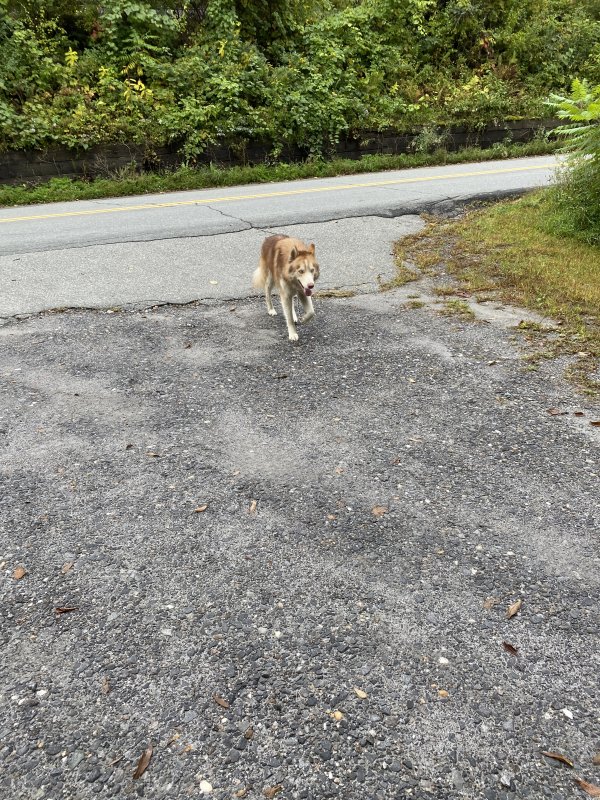 Found Siberian Husky in South Royalton, VT US