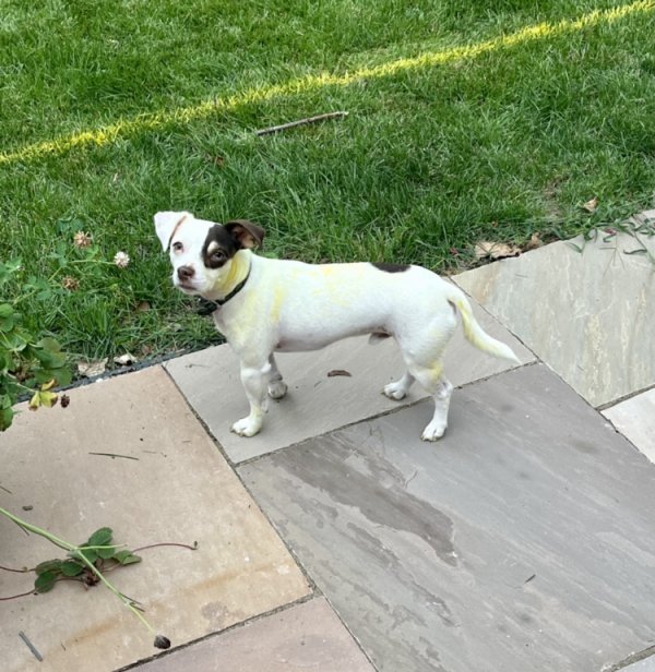 Safe Jack Russell Terrier in Pittsburgh, PA