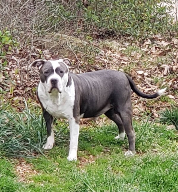 Safe Pit Bull in Charlotte, NC