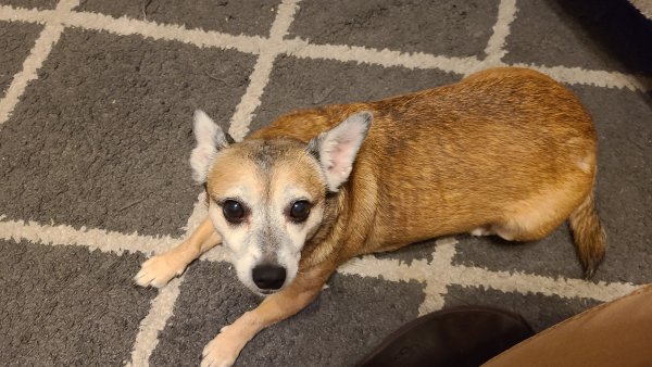 Lost Chihuahua in Stockton, CA