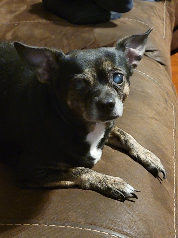 Lost Chihuahua in Jacksonville, FL