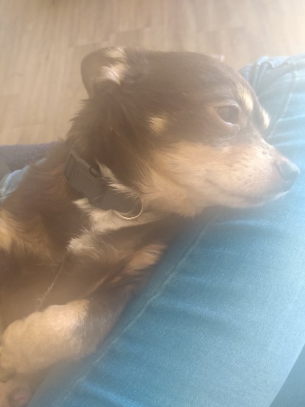 Lost Chihuahua in Winchester, KY