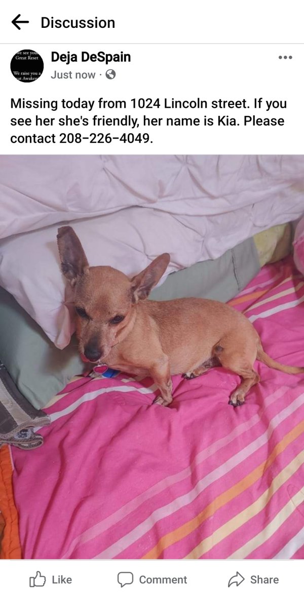 Stolen Chihuahua in Montpelier, ID
