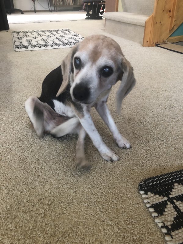 Lost Beagle in Bemidji, MN