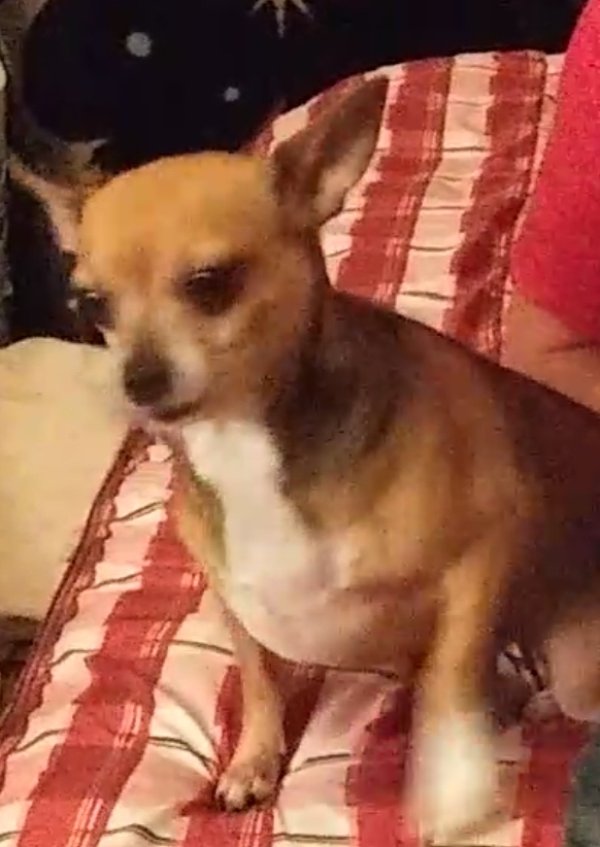 Lost Chihuahua in Plant City, FL