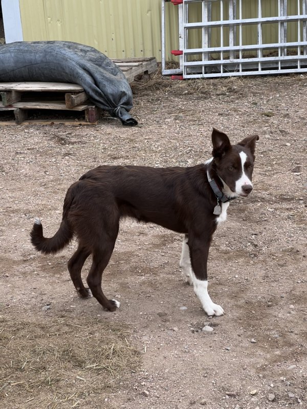 Lost Border Collie in Jelm, WY