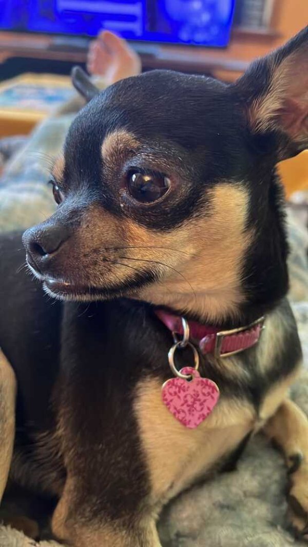 Lost Chihuahua 