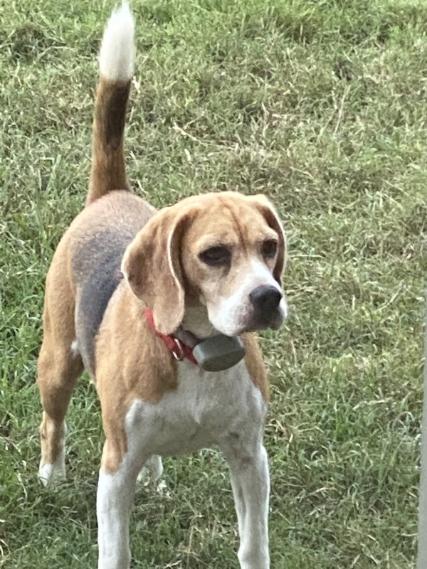 Lost Beagle in Jenks, OK