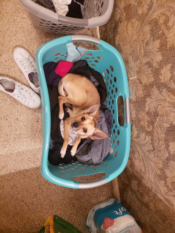 Lost Chihuahua in Pasadena, TX
