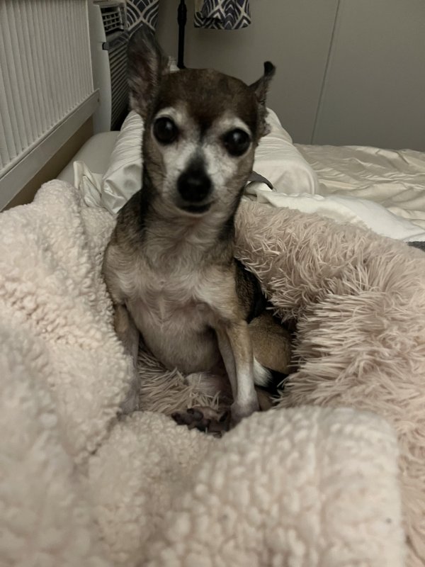 Lost Chihuahua in San Diego, CA