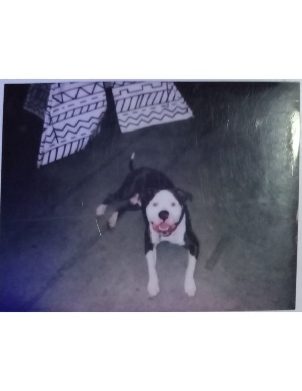 Stolen American Staffordshire Terrier in San Luis Obispo, CA