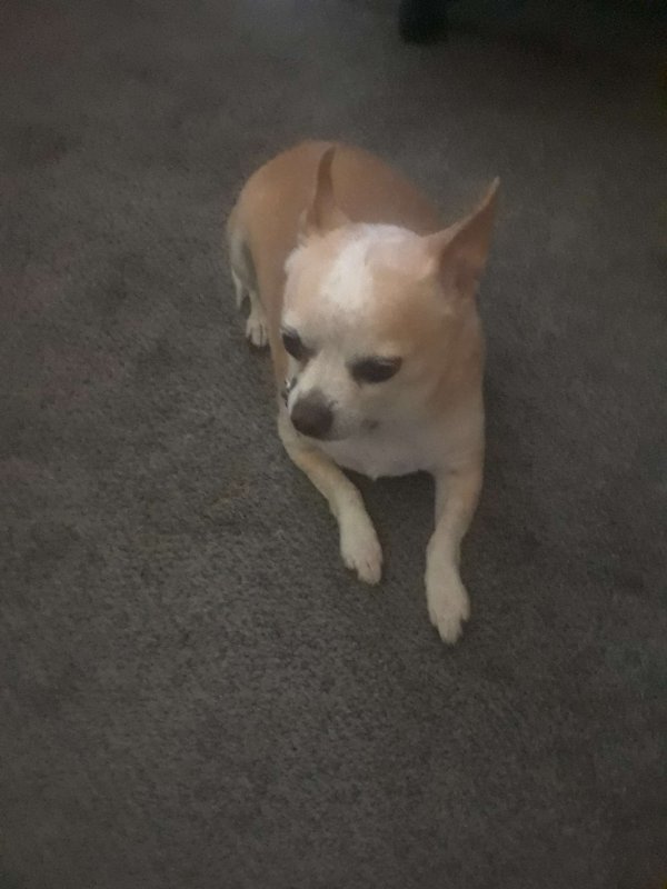 Lost Chihuahua in Hamilton, OH