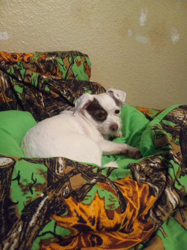 Stolen Chihuahua in Channelview, TX