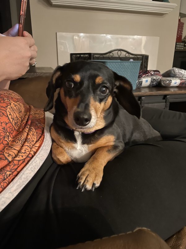 Lost Beagle in Katy, TX