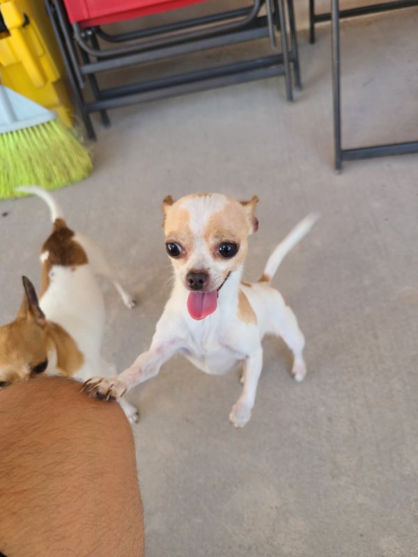 Lost Chihuahua in El Paso, TX