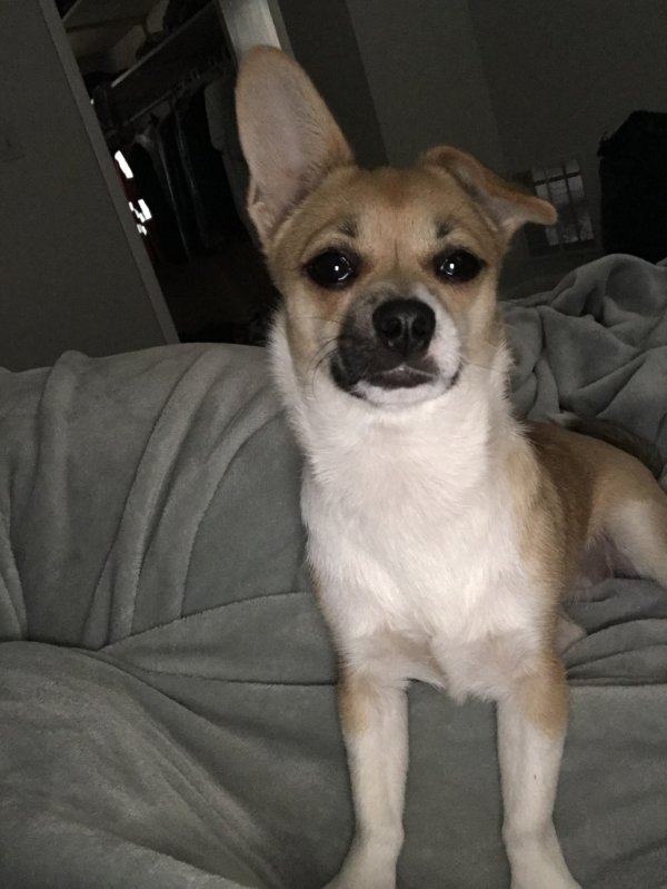 Lost Chihuahua in Shelby, NC