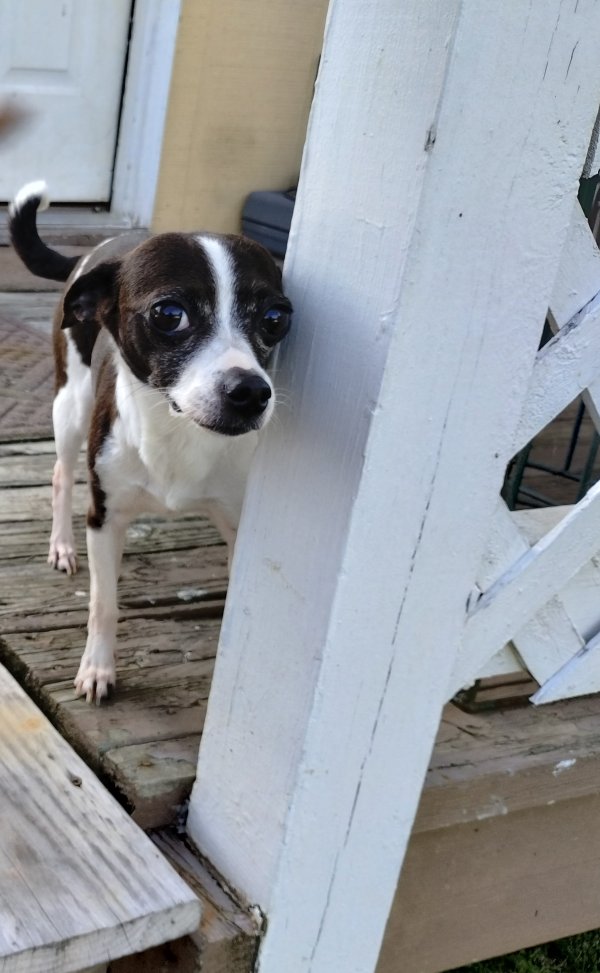Lost Chihuahua in Conway, AR
