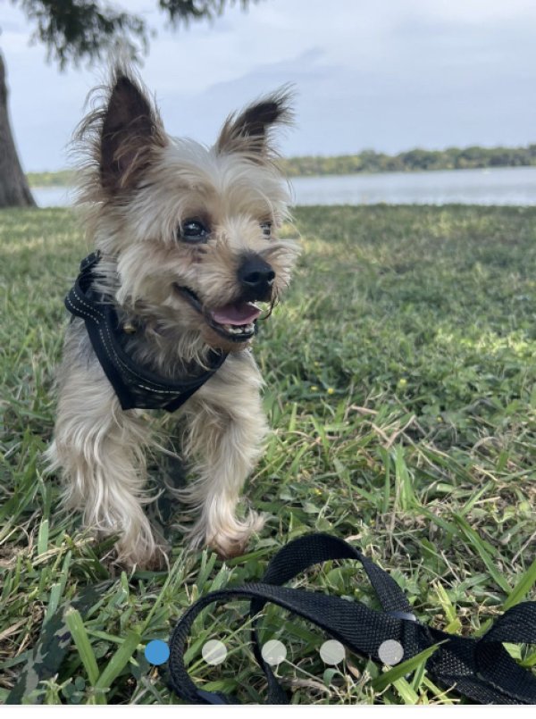 Lost Yorkshire Terrier in Lithonia, GA