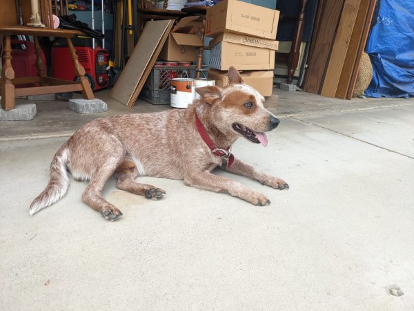 Lost Australian Cattle Dog in Riverside, CA