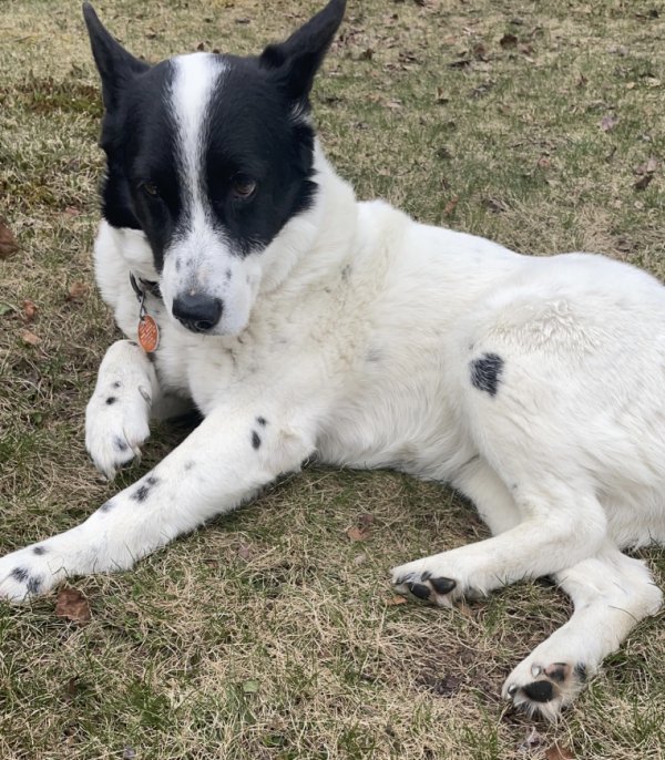 Lost Australian Cattle Dog in Granby, VT