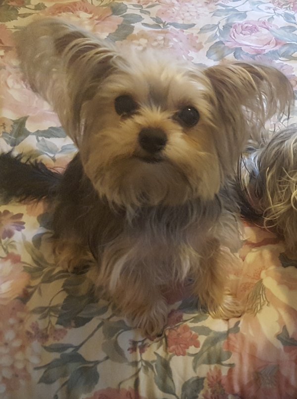 Lost Yorkshire Terrier in Jamaica, NY