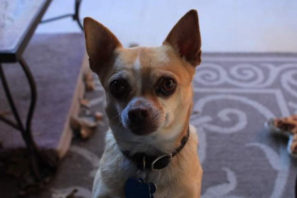 Lost Chihuahua in Burleson, TX