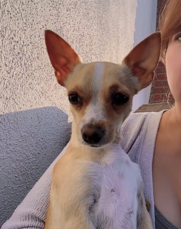 Lost Chihuahua in Irvine, CA