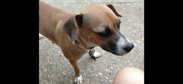 Lost Beagle in Concord, CA