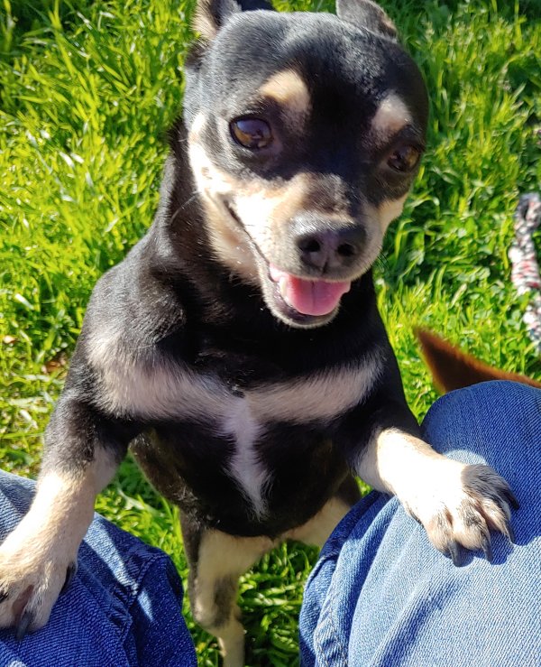 Lost Chihuahua in Riverside, CA