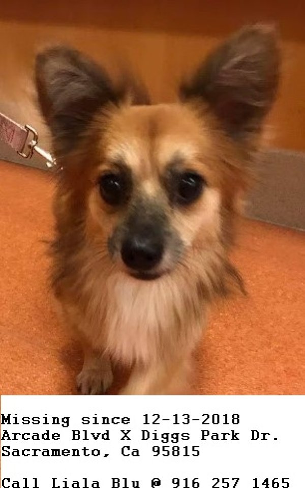 Stolen Chihuahua in Sacramento, CA