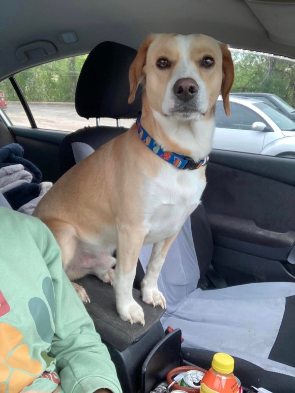 Stolen Beagle in Harrison, AR