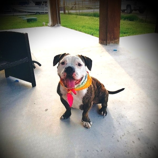 Lost American Bulldog in Galveston, TX