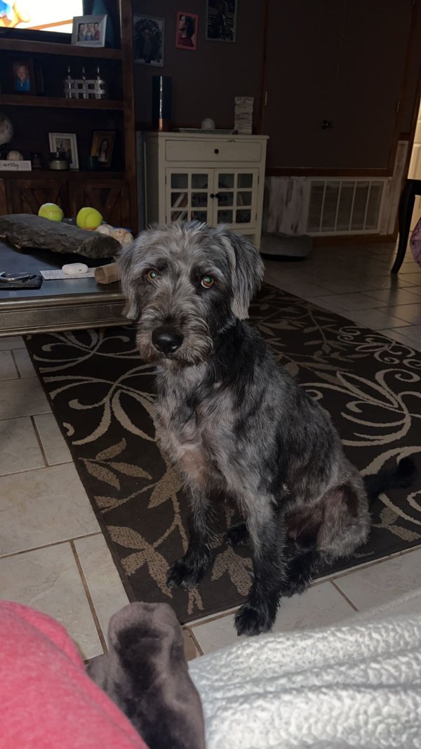 Lost Airedale Terrier in Mount Vernon, AR
