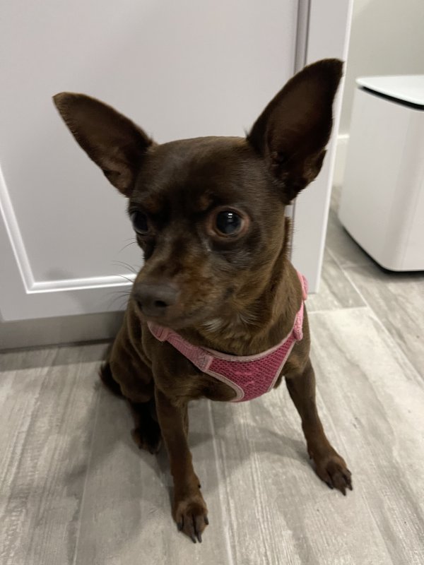 Lost Chihuahua in Hollywood, FL