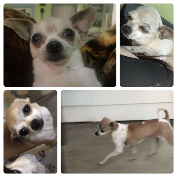 Lost Chihuahua in Portland, OR