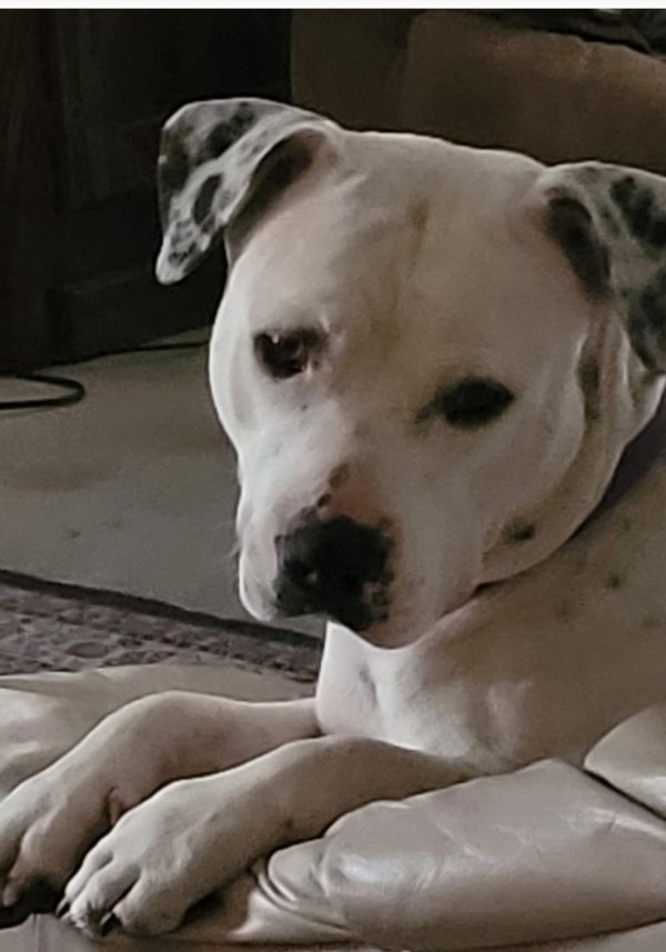 Stolen American Bulldog in Moapa, NV
