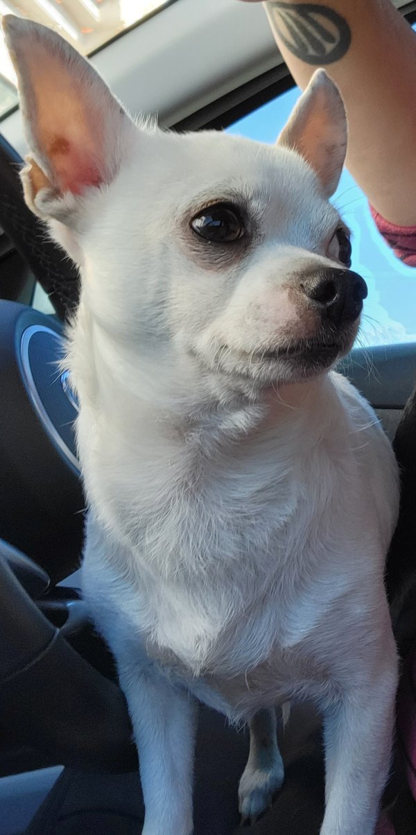 Lost Chihuahua in Houston, TX