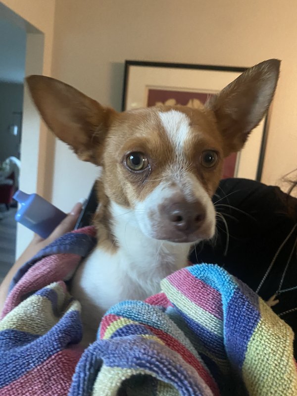Found Chihuahua in Sacramento, CA