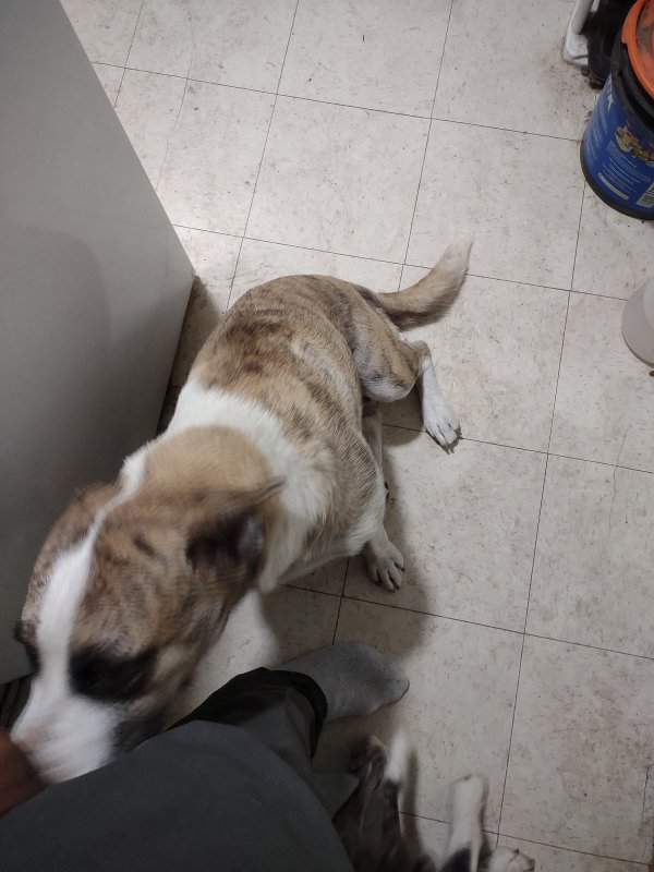 Lost American Staffordshire Terrier in San Antonio, TX