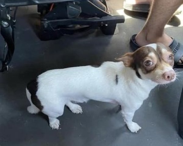 Lost Chihuahua in Moriarty, NM