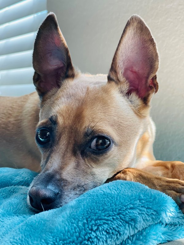 Lost Chihuahua in Reno, NV