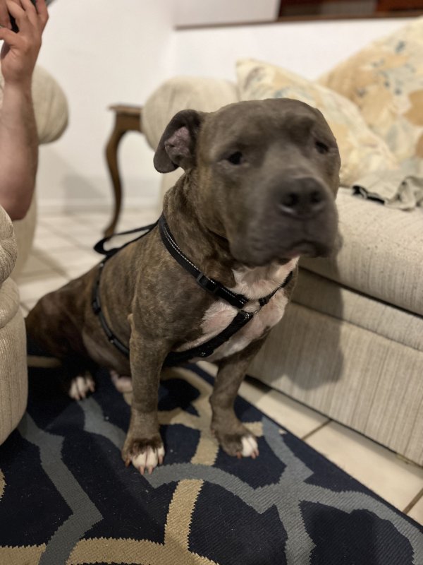 Found Pit Bull in Humble, TX