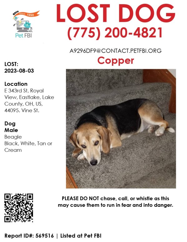 Lost Beagle in Eastlake, OH