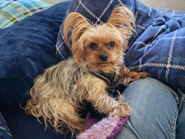 Lost Yorkshire Terrier in Commerce City, CO